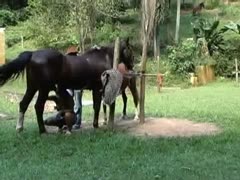 Guy films horny amateur woman when sucking a horse cock and posing nude 